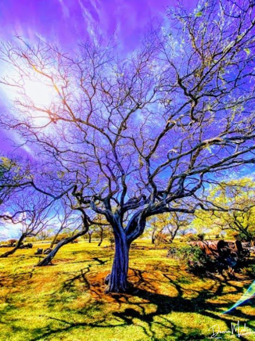 Magical Monkey Pod Tree — Donna Maltz